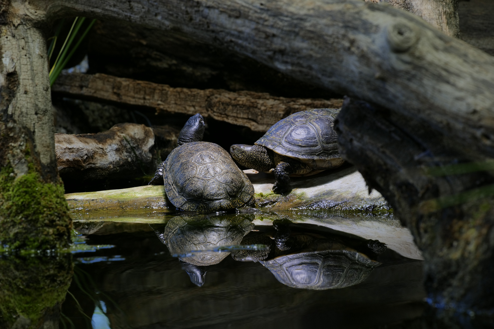 Sumpfschildkröten