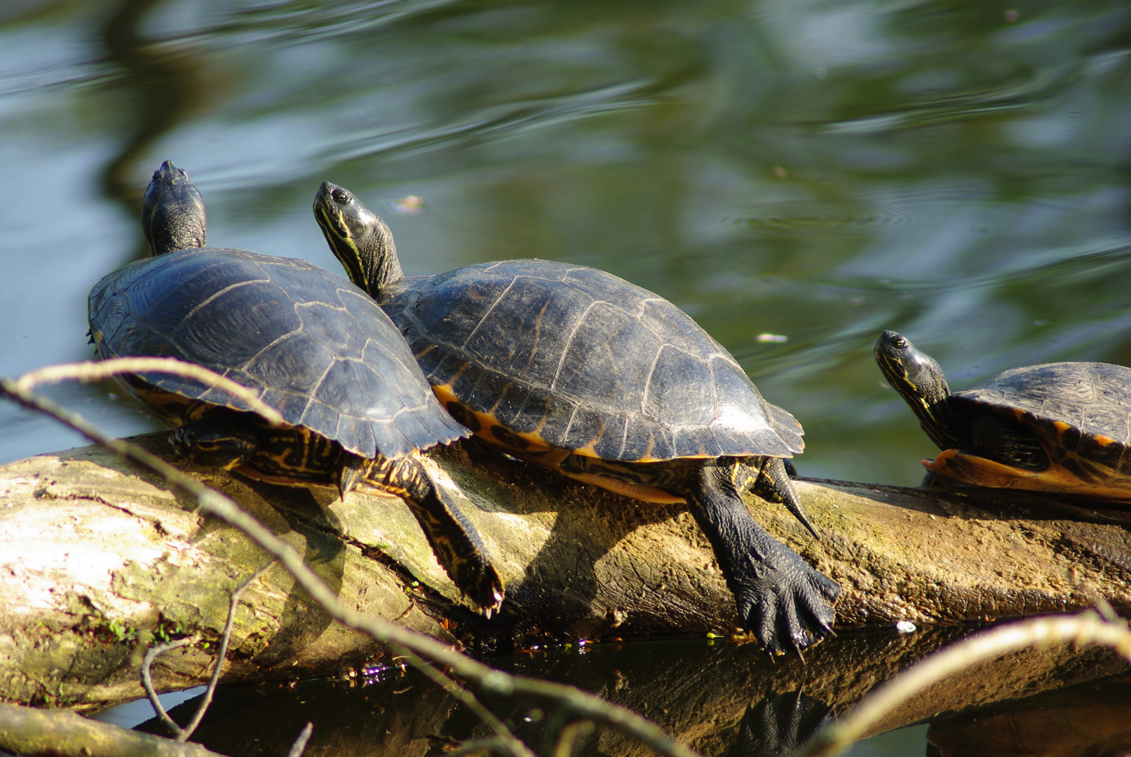 Sumpfschildkröten beim Sonnenbad