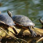 Sumpfschildkröten beim Sonnenbad