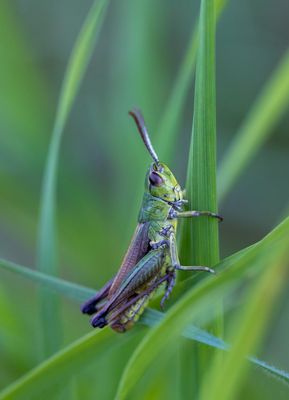 Sumpfschrecke