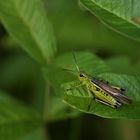 Sumpfschrecke (Stethophyma grossum)