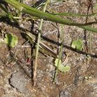 Sumpfschrecke (Stethophyma grossum) - Weibchen
