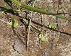 Sumpfschrecke (Stethophyma grossum) - Weibchen