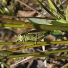 Sumpfschrecke (Stethophyma grossum) - Weibchen