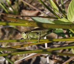 Sumpfschrecke (Stethophyma grossum) - Weibchen