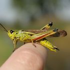 Sumpfschrecke wärmt sich in der Sonne