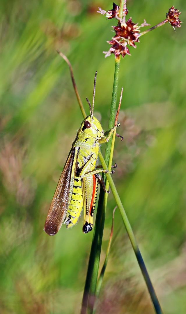 Sumpfschrecke,Stethophyma grossum