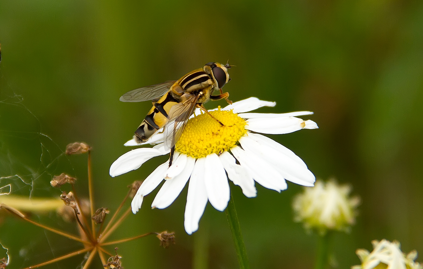 Sumpfschwebefliege