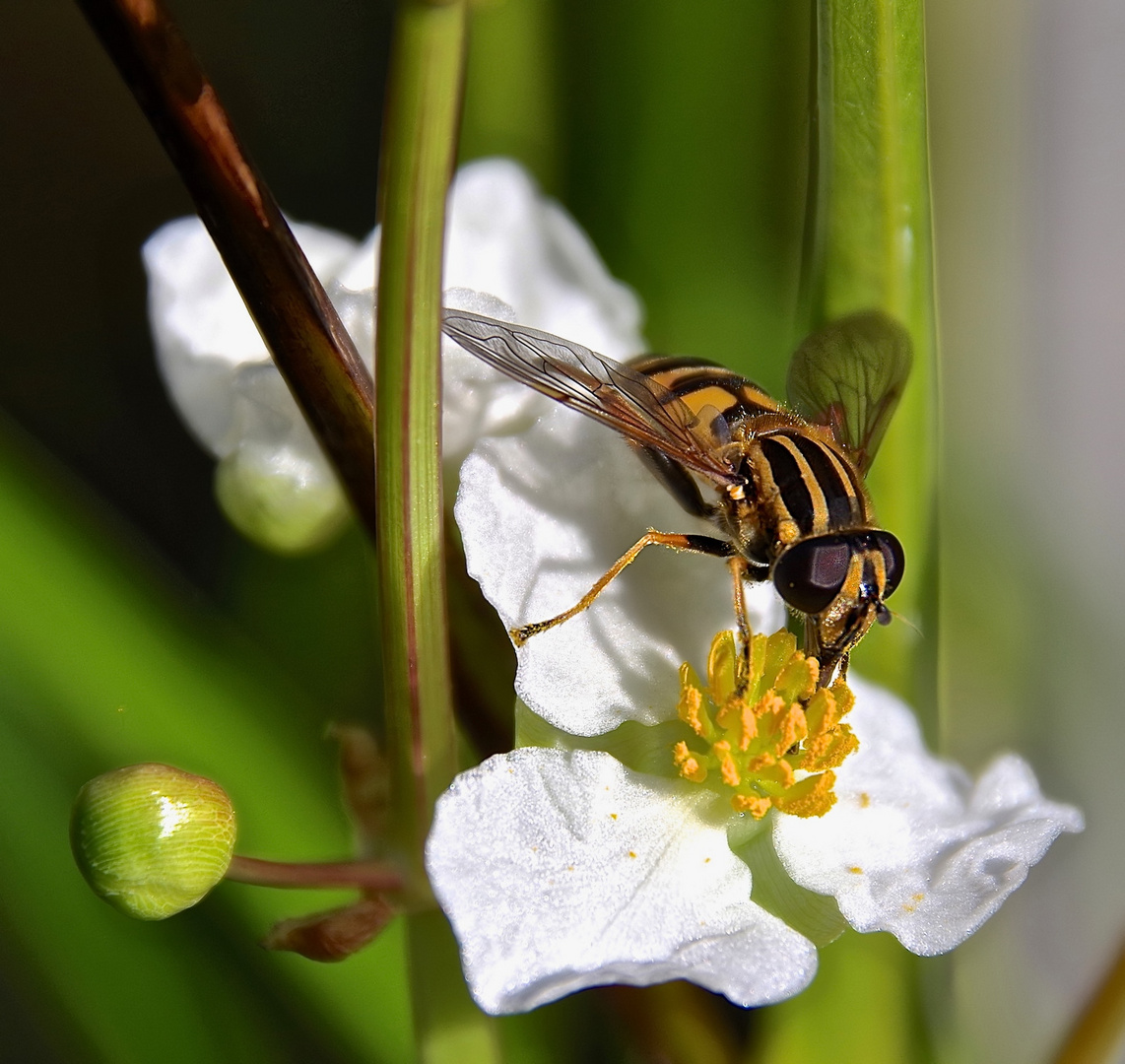 Sumpfschwebfliege...