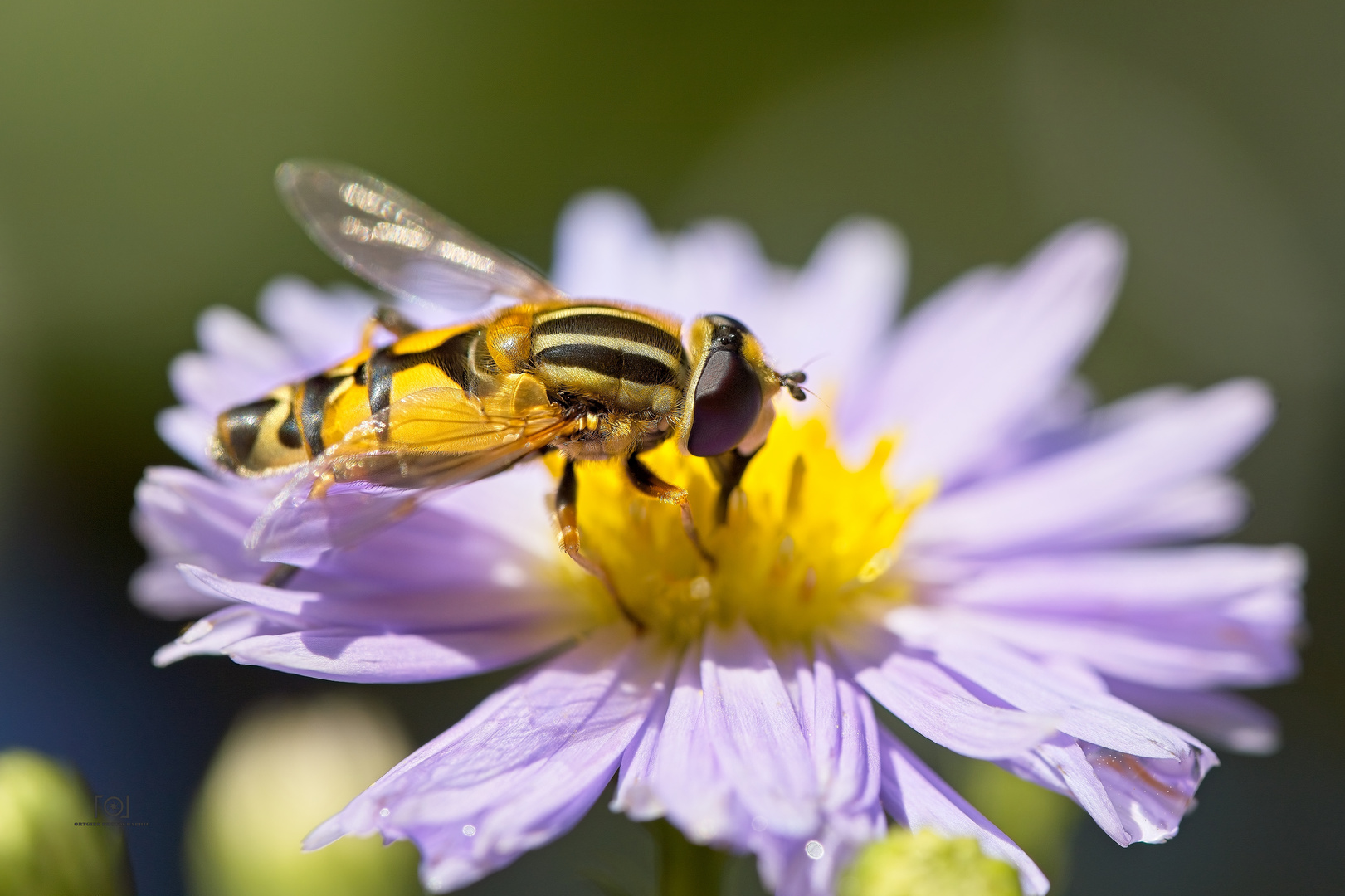 Sumpfschwebfliege auf Asternblüte...