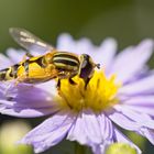 Sumpfschwebfliege auf Asternblüte...