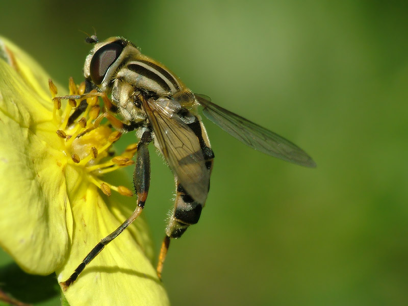 Sumpfschwebfliege beim Pollen naschen