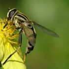 Sumpfschwebfliege beim Pollen naschen