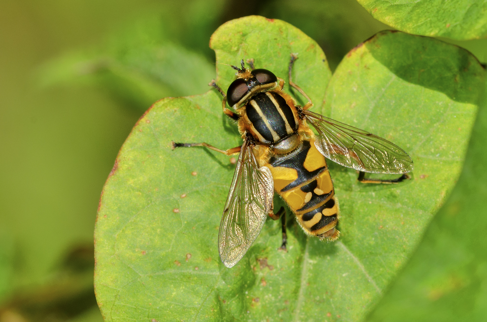 Sumpfschwebfliege (Helophilus peridulus)