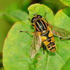 Sumpfschwebfliege (Helophilus peridulus)