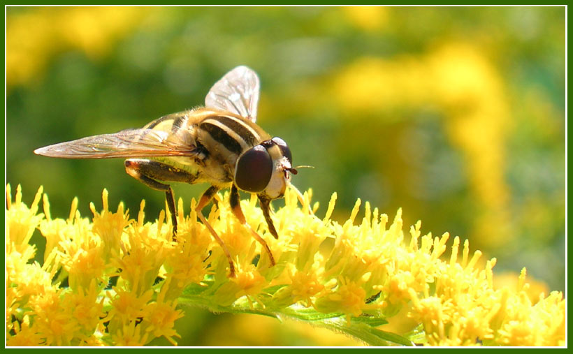 Sumpfschwebfliege trifft Goldregen