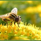 Sumpfschwebfliege trifft Goldregen