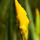 Sumpfschwertlilie