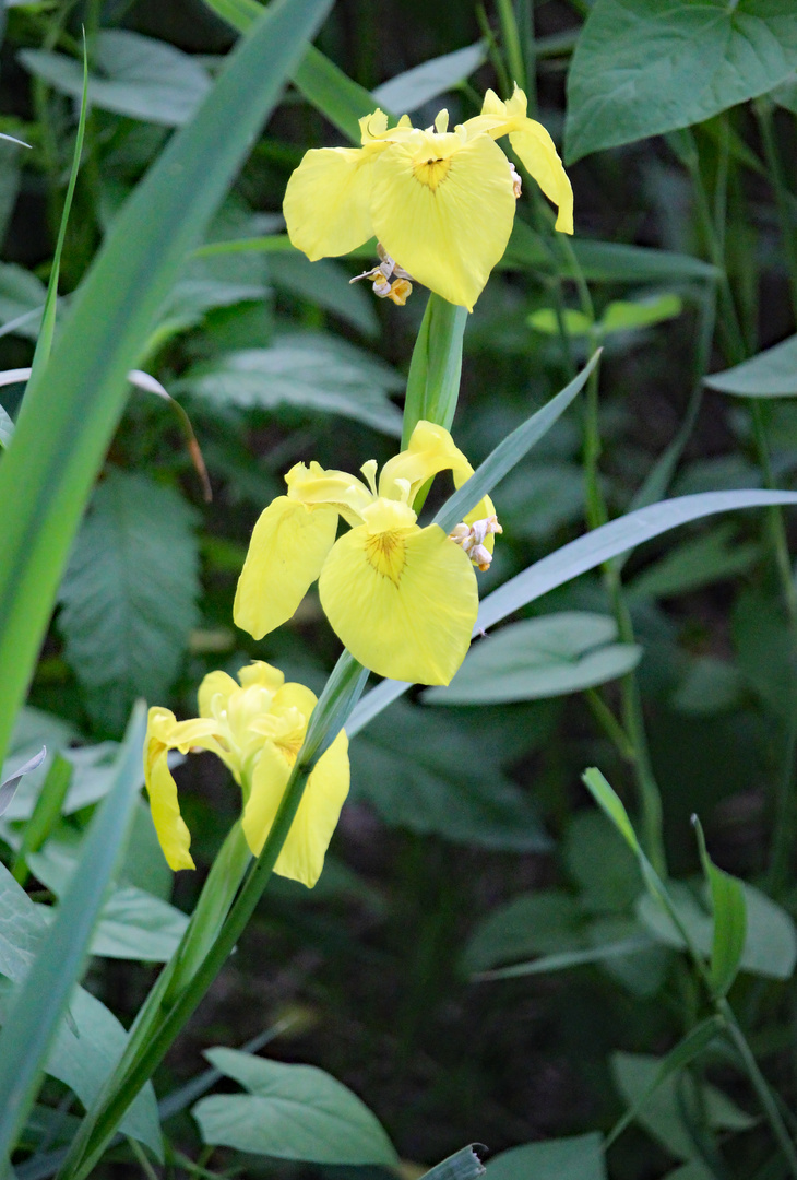 Sumpfschwertlilie am Seeufer