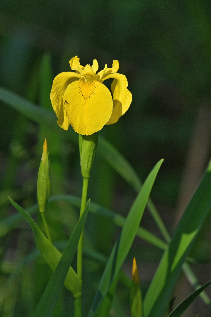 Sumpfschwertlilie in den Lechauen