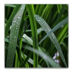 Sumpfschwertlilie (Wasserlilie)