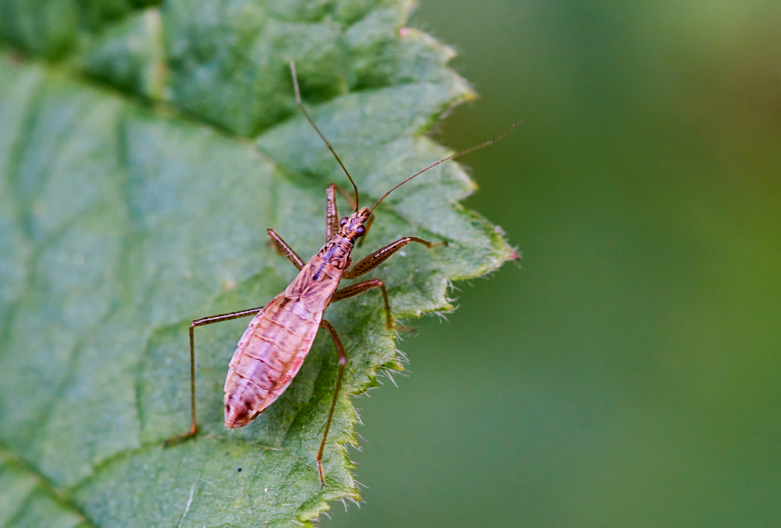 Sumpfsichelwanze (Nabis limbatus)