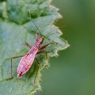 Sumpfsichelwanze (Nabis limbatus)