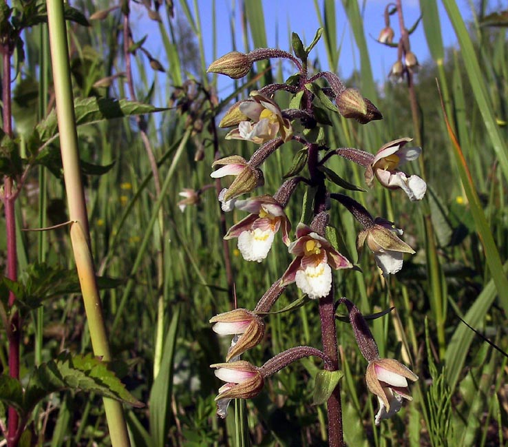 Sumpfsitter - Epipactis palustris