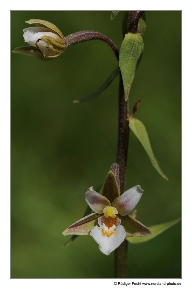 Sumpfstendelwurz (Epipactis palustris)