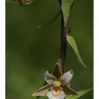 Sumpfstendelwurz (Epipactis palustris)
