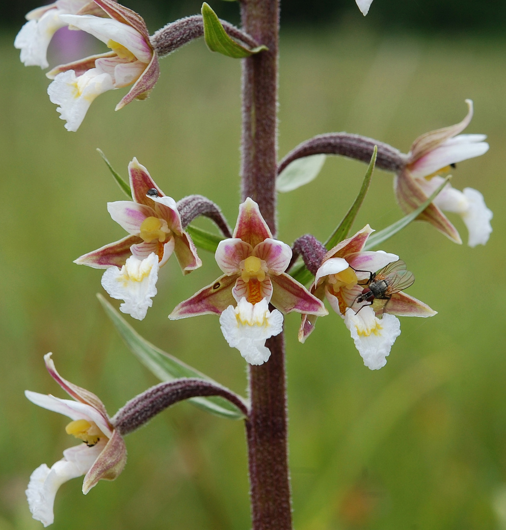 Sumpfstendelwurz (Epipactis palustris)-Korbach/Hessen-8.7.11