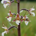 Sumpfstendelwurz (Epipactis palustris)-Korbach/Hessen-8.7.11