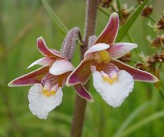 Sumpfstendelwurzblüten aufgenommen 08` bei Willebadessen