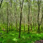 Sumpfwald - Glendalough