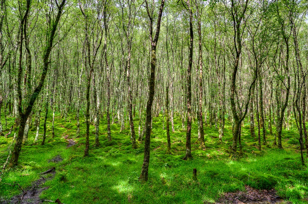 Sumpfwald - Glendalough