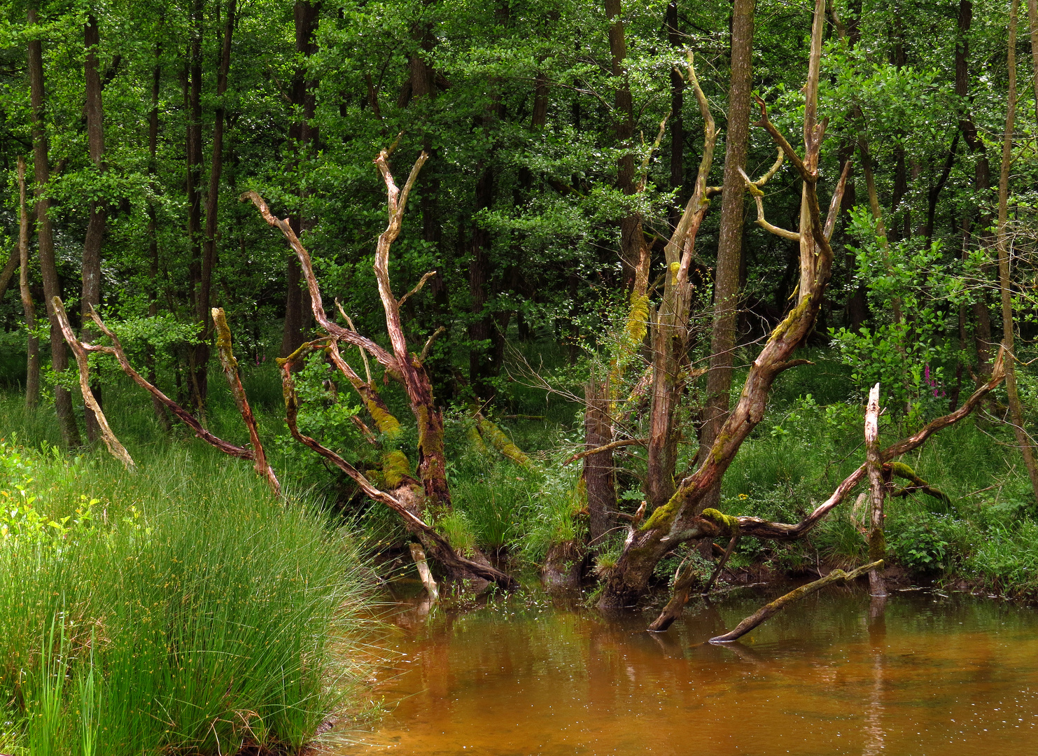 Sumpfwald mit Totholz an der Heve, im Naturpark Arnsberger Wald 