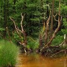 Sumpfwald mit Totholz an der Heve, im Naturpark Arnsberger Wald 