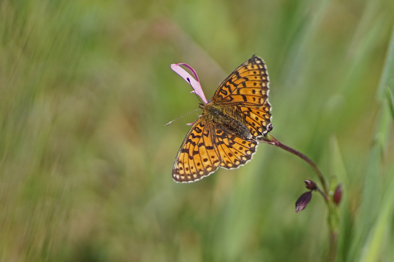 Sumpfwiesen-oder auch Braunfleckiger Perlmuttfalter (Boloria selene)