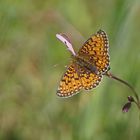 Sumpfwiesen-oder auch Braunfleckiger Perlmuttfalter (Boloria selene)