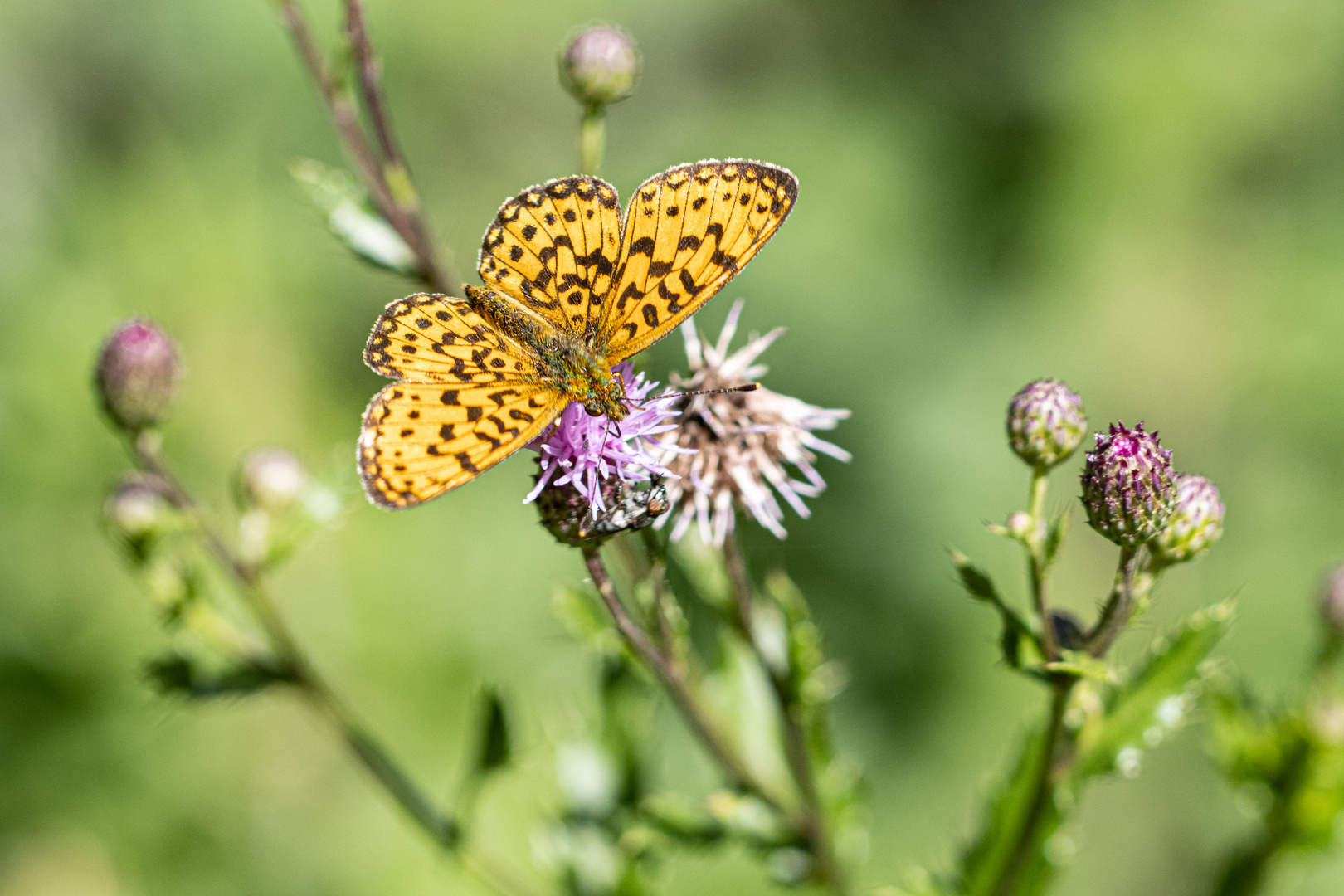 Sumpfwiesen-Perlmutterfalter (Boloria selene)