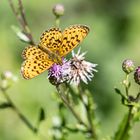 Sumpfwiesen-Perlmutterfalter (Boloria selene)