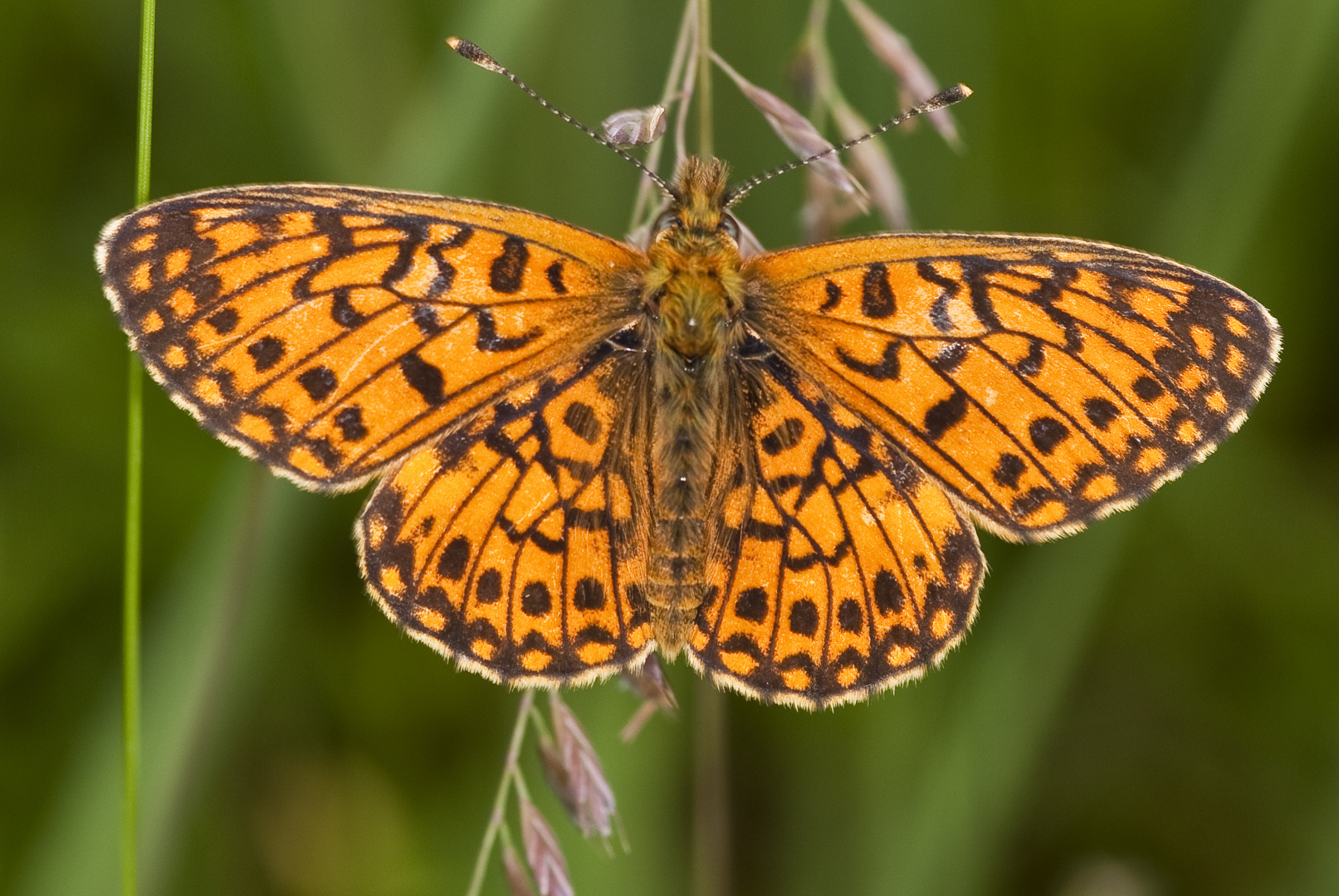 Sumpfwiesen-Perlmutterfalter (Boloria selene)