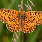 Sumpfwiesen-Perlmutterfalter (Boloria selene)