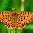 Sumpfwiesen-Perlmutterfalter (Boloria selene)