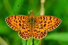 Sumpfwiesen-Perlmutterfalter (Boloria selene)