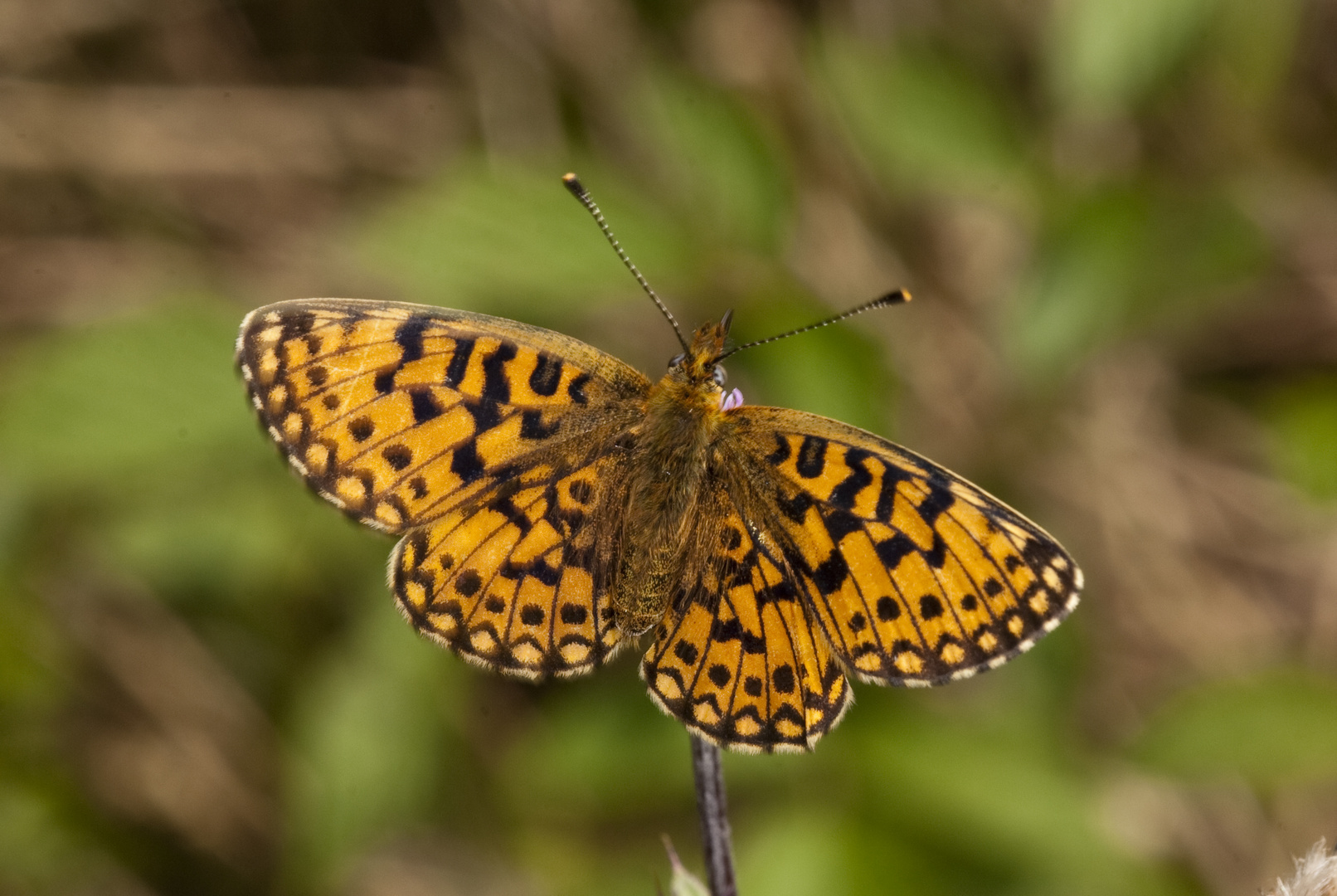 Sumpfwiesen-Perlmutterfalter (Boloria selene)