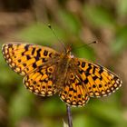 Sumpfwiesen-Perlmutterfalter (Boloria selene)