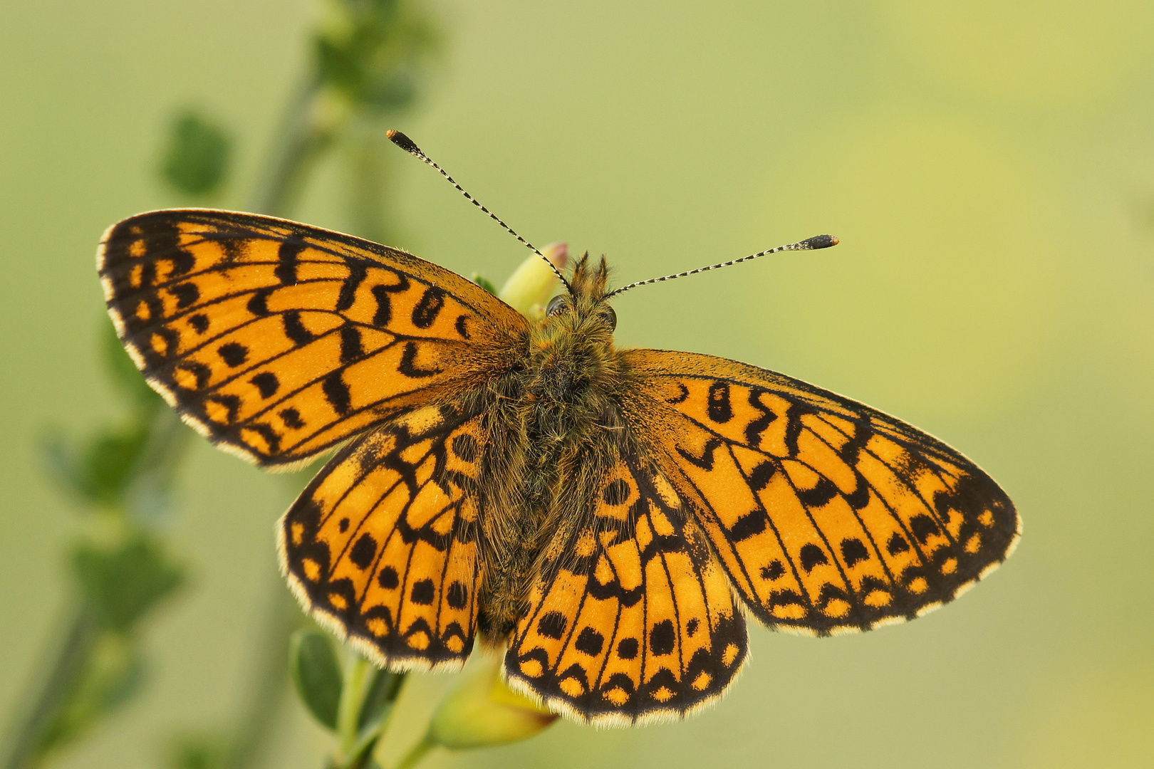 Sumpfwiesen-Perlmutterfalter (Boloria selene), Männchen