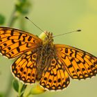 Sumpfwiesen-Perlmutterfalter (Boloria selene), Männchen