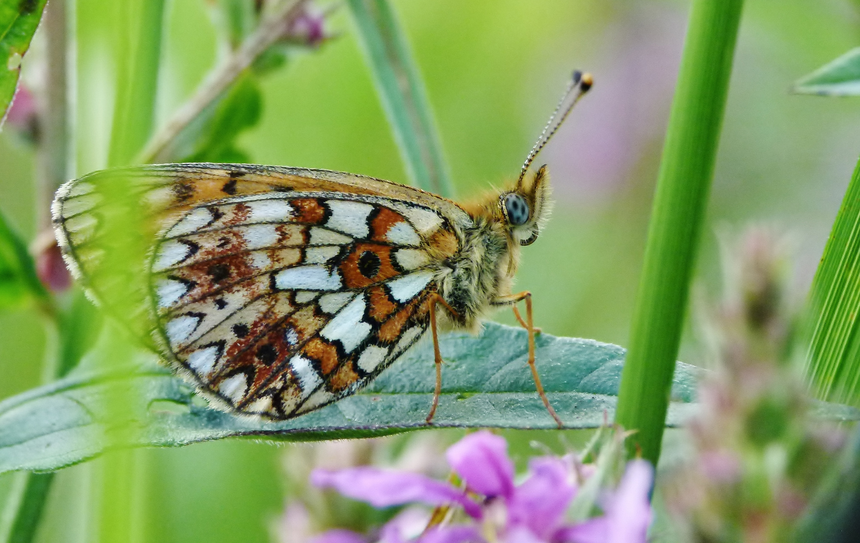 Sumpfwiesen-Perlmutterfalter(Boloria selene)